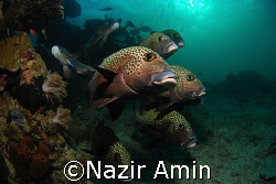 A school of sweetlips
Taken at Roach Reef, Sabah.  by Nazir Amin 